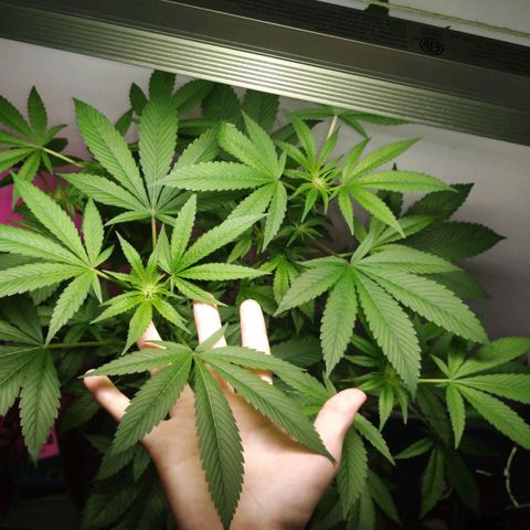 Regular seed (no name) growlog timeline photo