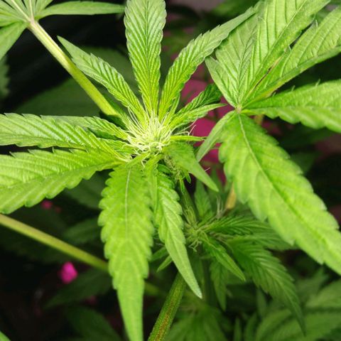 Regular seed (no name) growlog timeline photo