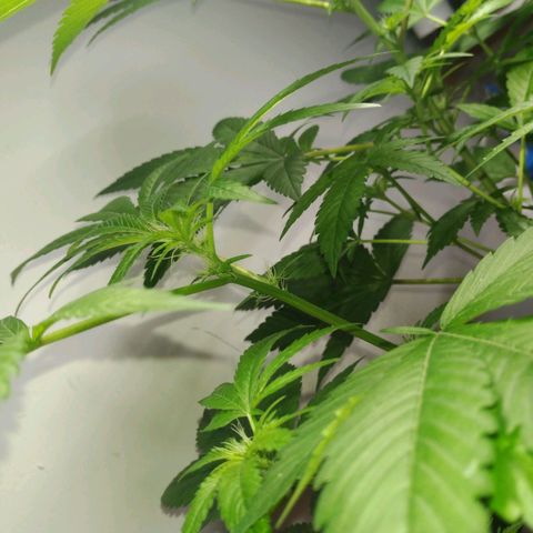 Regular seed (no name) growlog timeline photo
