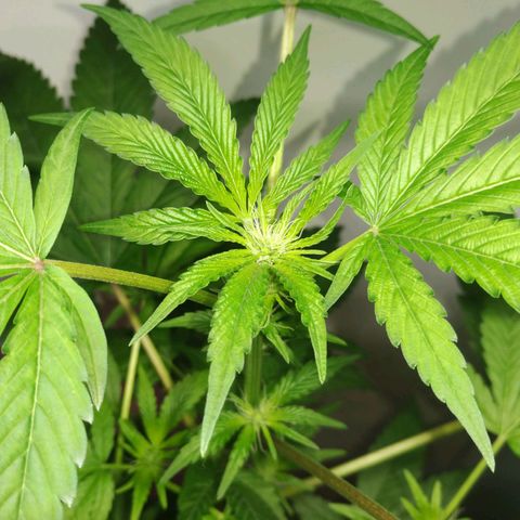 Regular seed (no name) growlog timeline photo