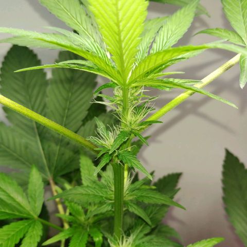Regular seed (no name) growlog timeline photo
