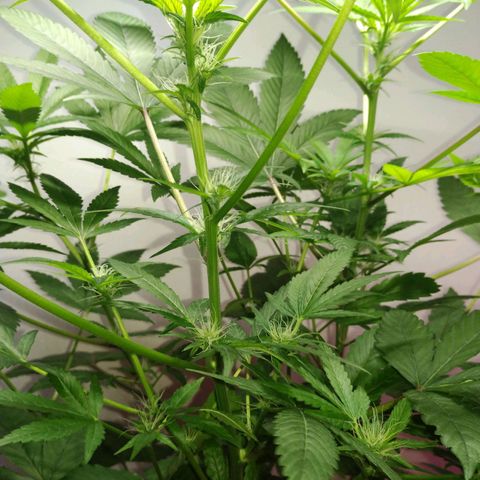 Regular seed (no name) growlog timeline photo