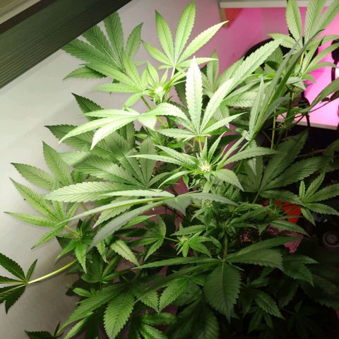 Regular seed (no name) growlog timeline photo