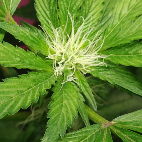 Regular seed (no name) growlog timeline photo