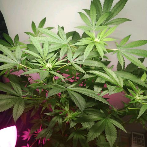 Regular seed (no name) growlog timeline photo