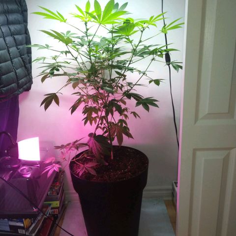 Regular seed (no name) growlog timeline photo