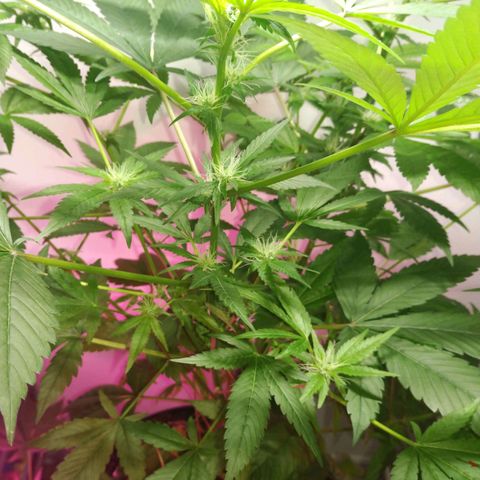 Regular seed (no name) growlog timeline photo