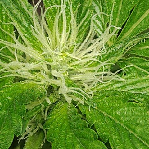 Regular seed (no name) growlog timeline photo
