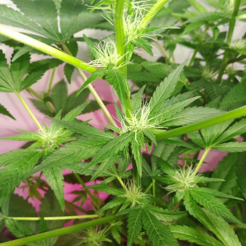 Regular seed (no name) growlog timeline photo