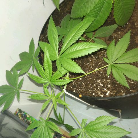 Génétique inconnue growlog timeline photo