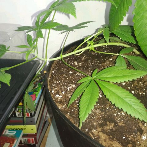 Génétique inconnue growlog timeline photo