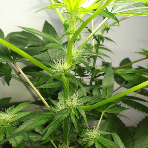 Regular seed (no name) growlog timeline photo