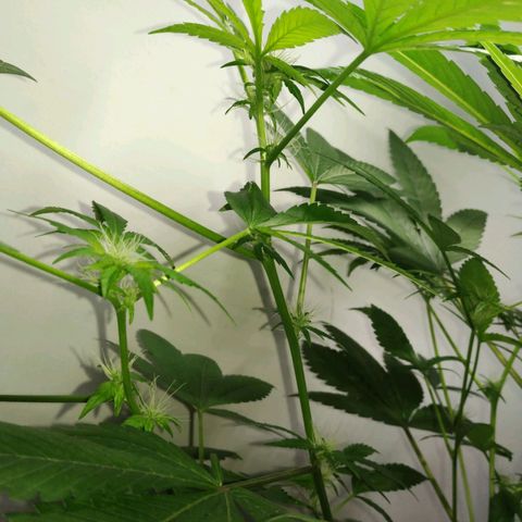 Regular seed (no name) growlog timeline photo