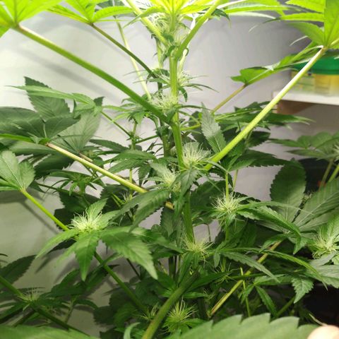 Regular seed (no name) growlog timeline photo