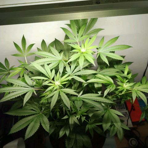 Regular seed (no name) growlog timeline photo