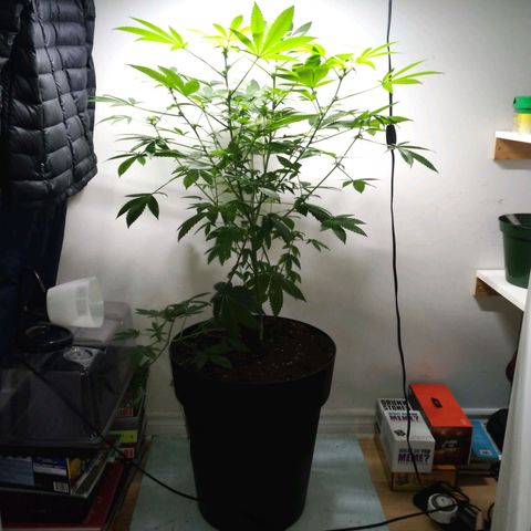 Regular seed (no name) growlog timeline photo
