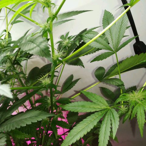 Regular seed (no name) growlog timeline photo