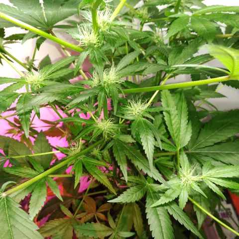 Regular seed (no name) growlog timeline photo
