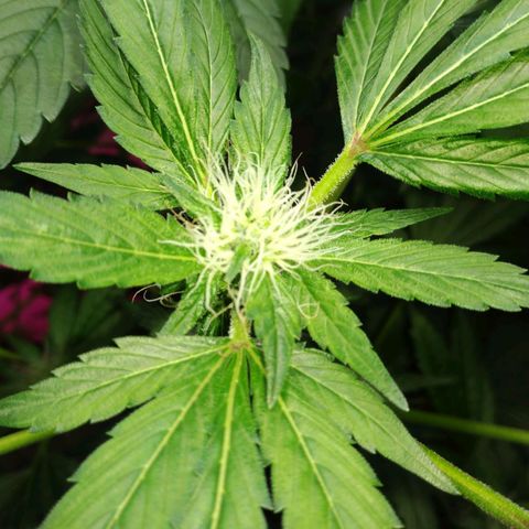Regular seed (no name) growlog timeline photo