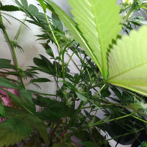 Regular seed (no name) growlog timeline photo
