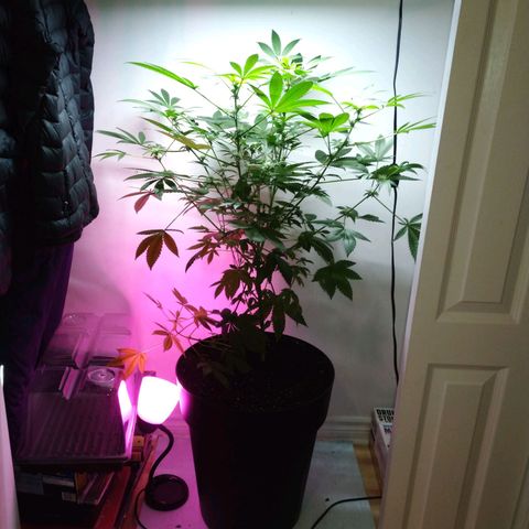 Regular seed (no name) growlog timeline photo