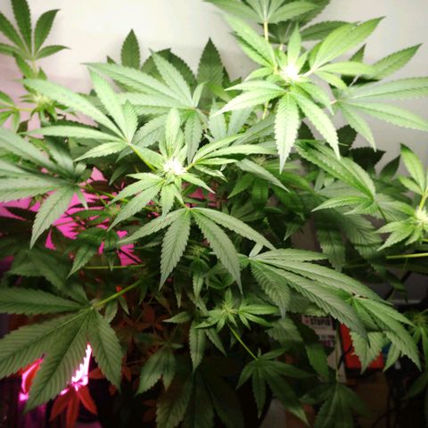 Regular seed (no name) growlog timeline photo