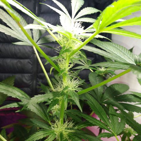 Regular seed (no name) growlog timeline photo