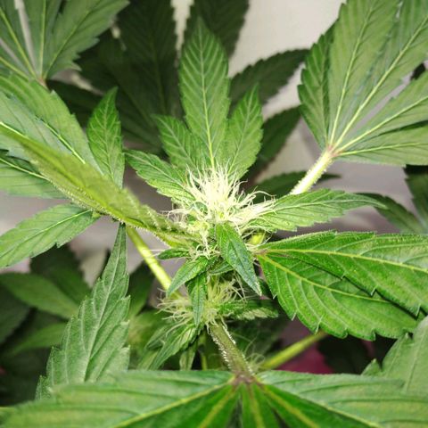 Regular seed (no name) growlog timeline photo