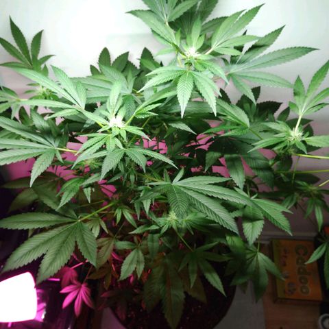 Regular seed (no name) growlog timeline photo