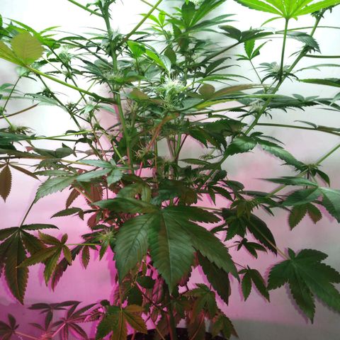 Regular seed (no name) growlog timeline photo