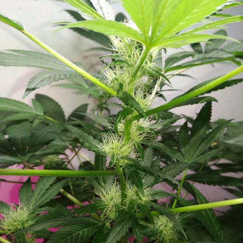 Regular seed (no name) growlog timeline photo