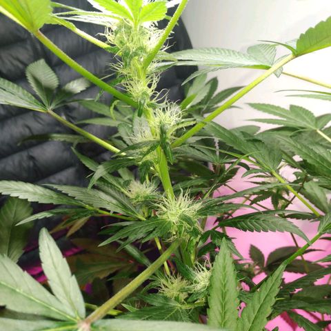 Regular seed (no name) growlog timeline photo