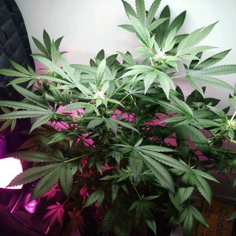 Regular seed (no name) growlog timeline photo