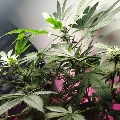 Regular seed (no name) growlog timeline photo