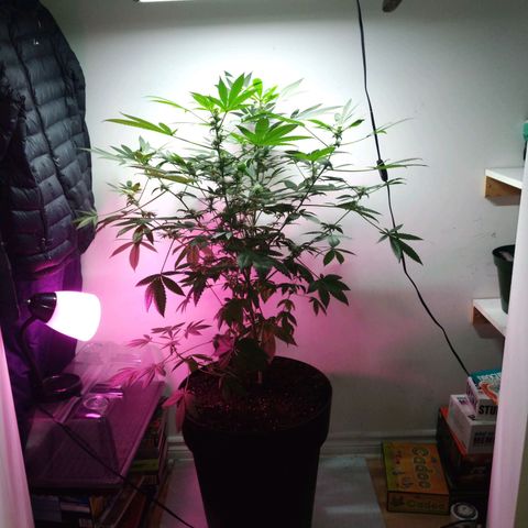 Regular seed (no name) growlog timeline photo