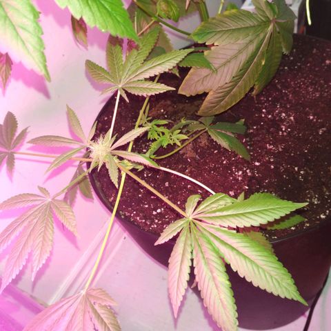Génétique inconnue growlog timeline photo