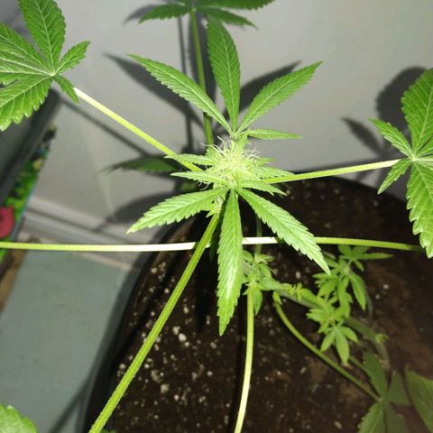 Génétique inconnue growlog timeline photo