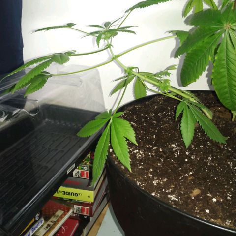 Génétique inconnue growlog timeline photo