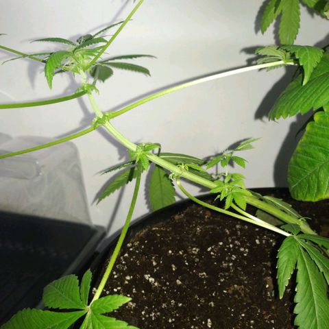 Génétique inconnue growlog timeline photo