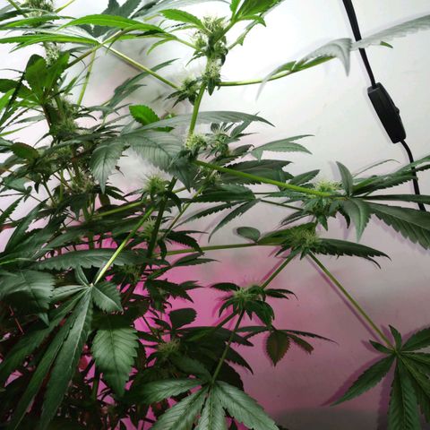 Regular seed (no name) growlog timeline photo