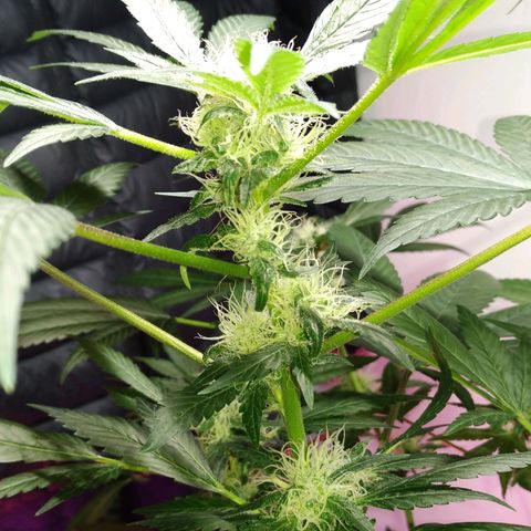 Regular seed (no name) growlog timeline photo