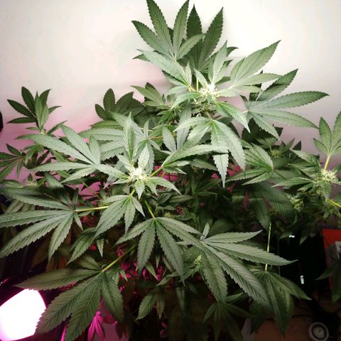 Regular seed (no name) growlog timeline photo