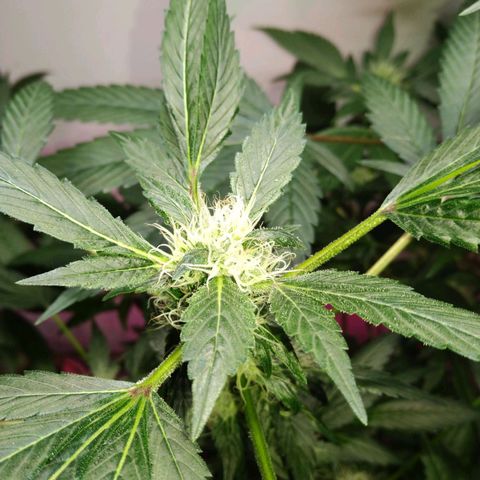 Regular seed (no name) growlog timeline photo