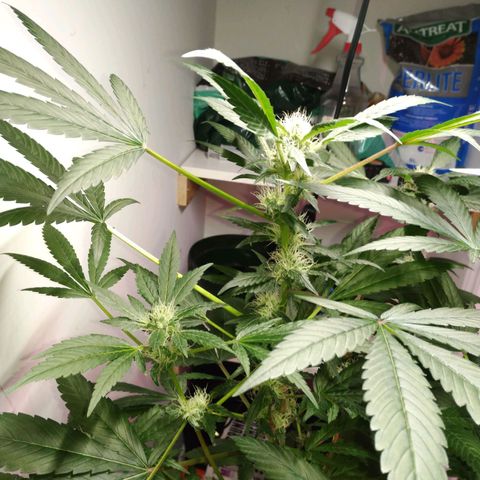 Regular seed (no name) growlog timeline photo