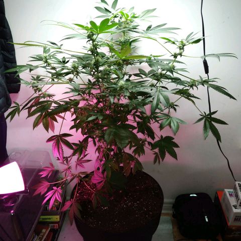 Regular seed (no name) growlog timeline photo