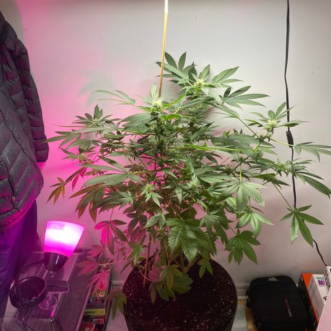 Regular seed (no name) growlog timeline photo