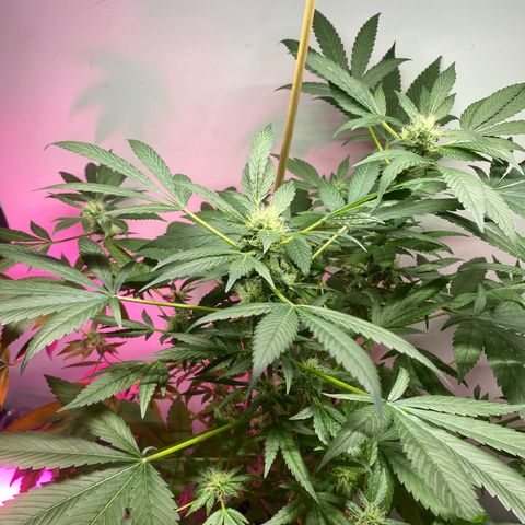 Regular seed (no name) growlog timeline photo