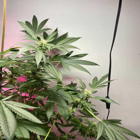 Regular seed (no name) growlog timeline photo