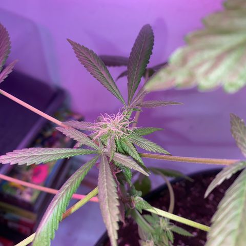 Génétique inconnue growlog timeline photo
