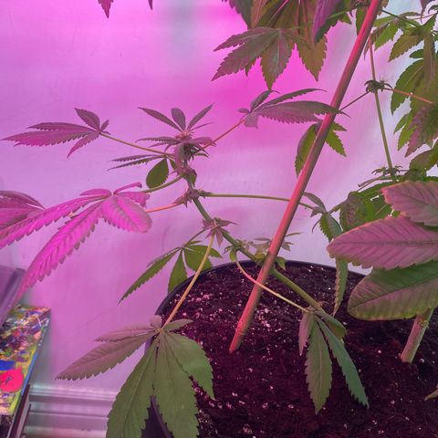 Génétique inconnue growlog timeline photo
